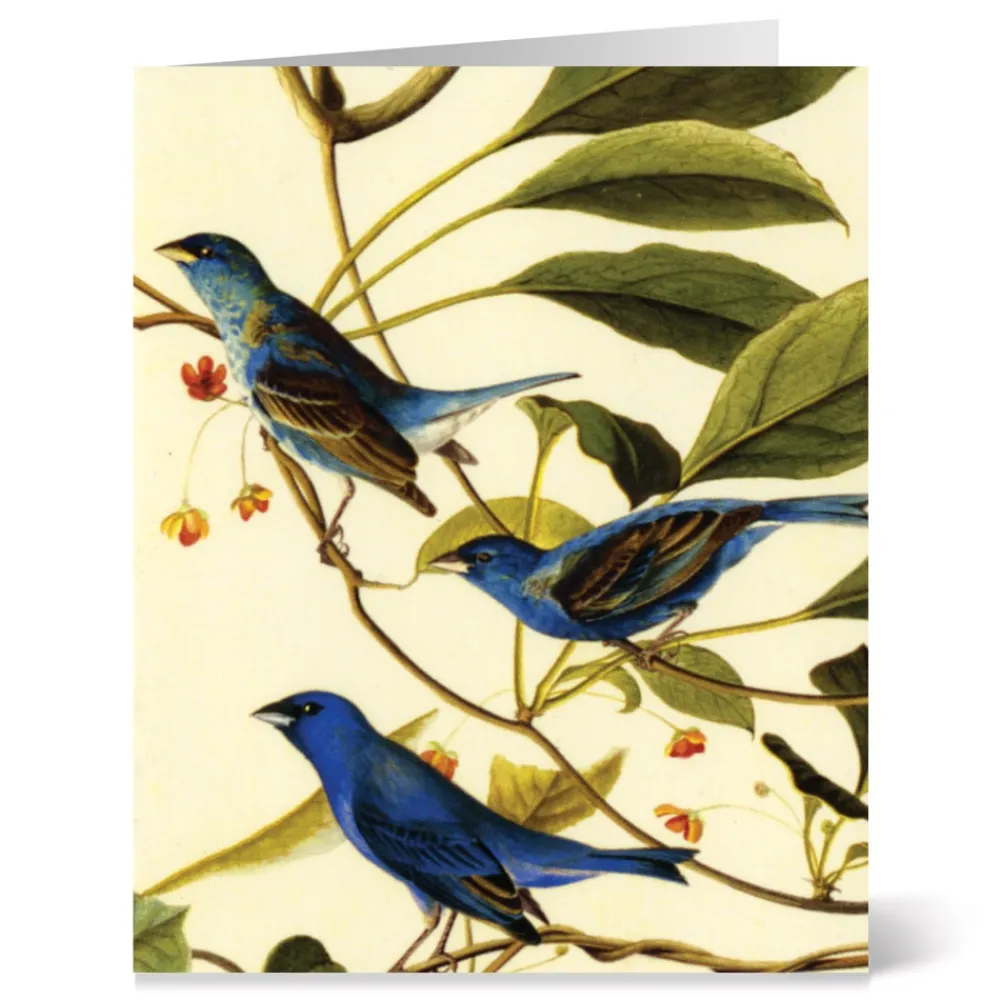 audubon_birds_notecards_2.webp Audubon Birds Notecards*The Met Store Clearance