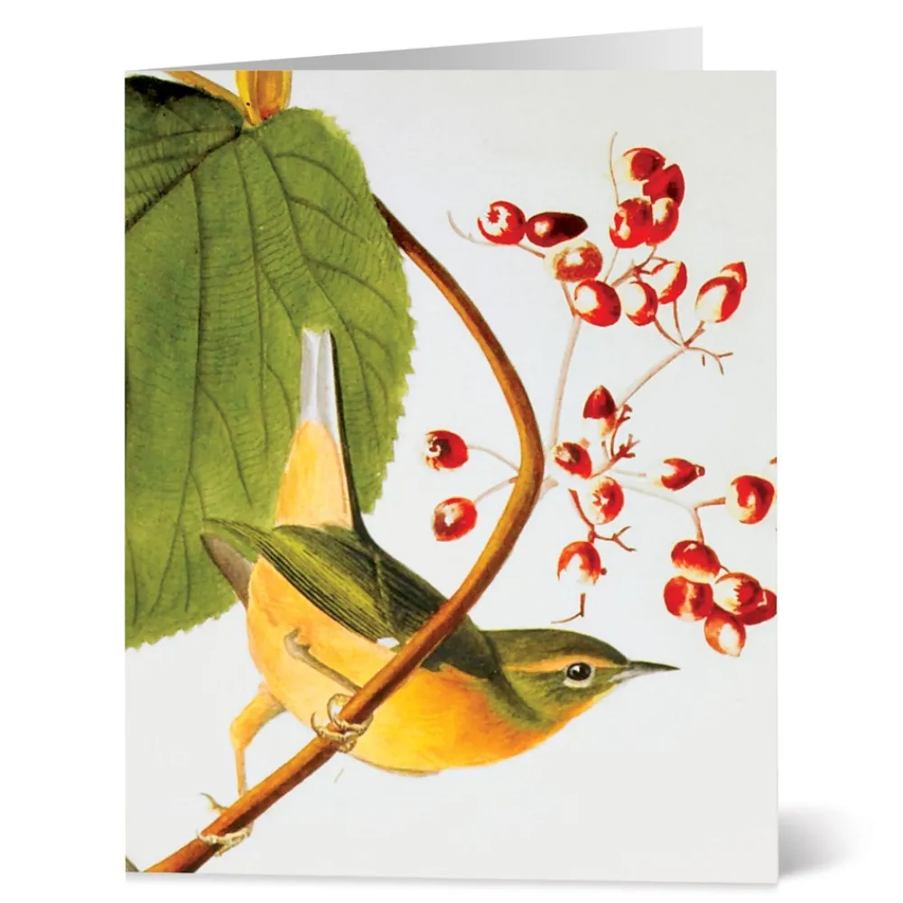 audubon_birds_notecards_4.webp Audubon Birds Notecards*The Met Store Clearance