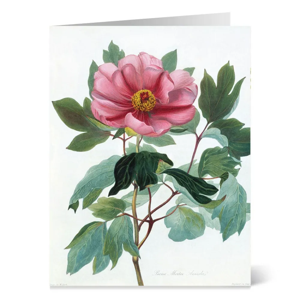 botanical_illustrations_notecards_1.webp Botanical Illustrations Notecards*The Met Store Sale
