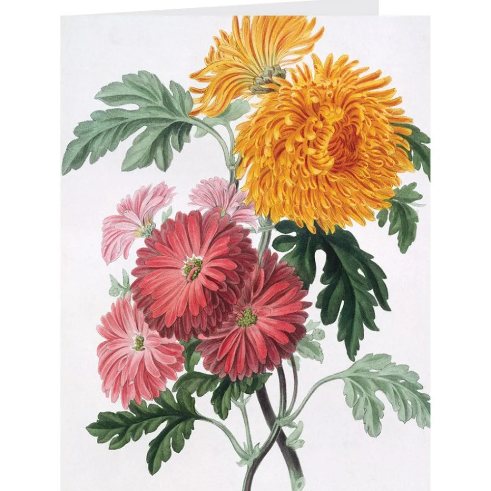 botanical_illustrations_notecards_2.webp Botanical Illustrations Notecards*The Met Store Sale