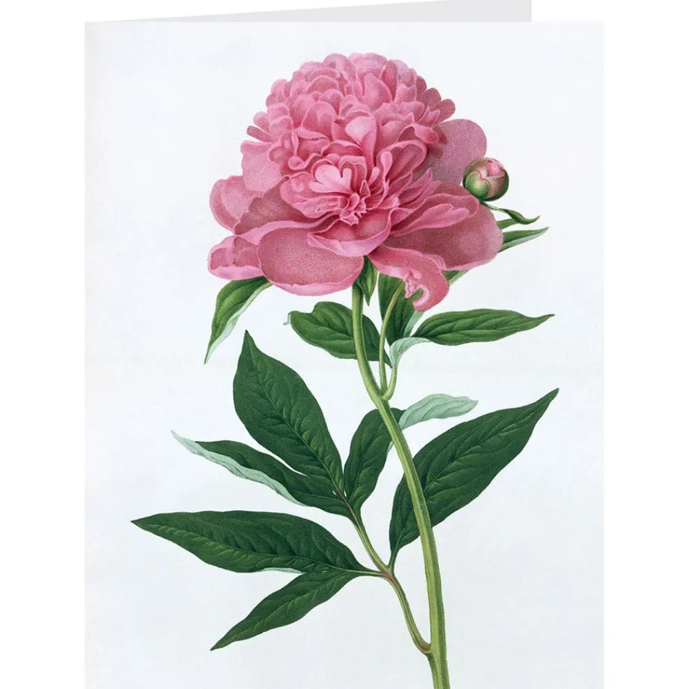 botanical_illustrations_notecards_3.webp Botanical Illustrations Notecards*The Met Store Sale