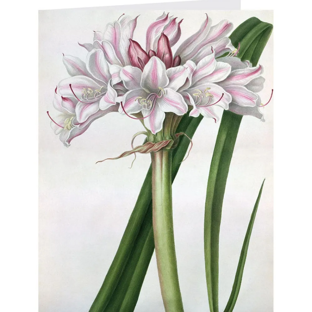 botanical_illustrations_notecards_4.webp Botanical Illustrations Notecards*The Met Store Sale