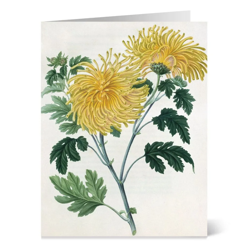 botanical_illustrations_notecards_5.webp Botanical Illustrations Notecards*The Met Store Sale